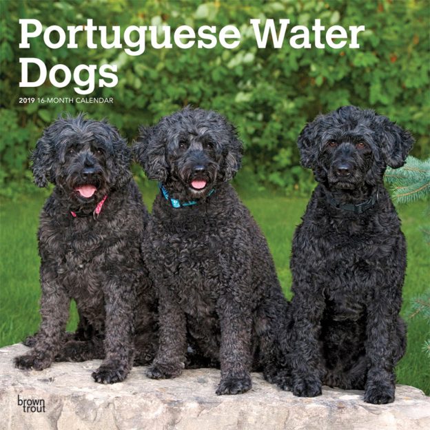 Portuguese Water Dogs 2019 12 x 12 Inch Monthly Square Wall Calendar