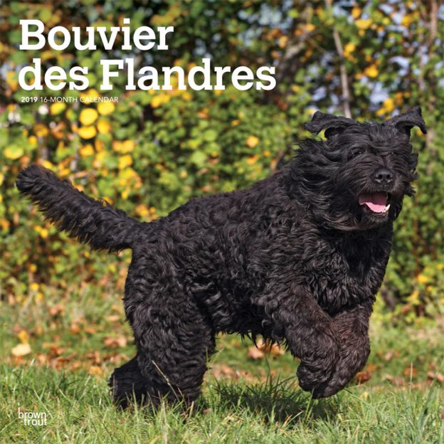 Bouvier des Flandres 2019 12 x 12 Inch Monthly Square Wall Calendar