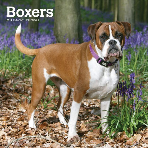 Boxers International Edition 2019 12 x 12 Inch Monthly Square Wall Calendar