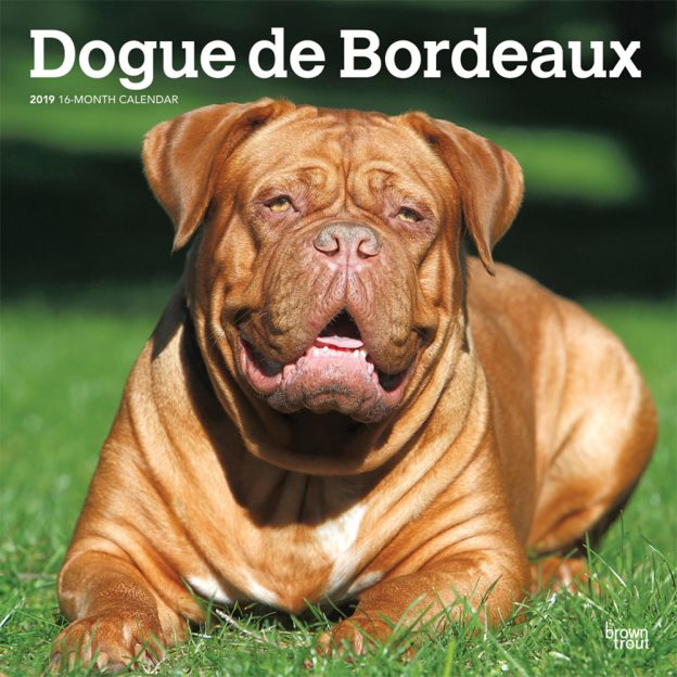 Dogue de Bordeaux 2019 12 x 12 Inch Monthly Square Wall Calendar