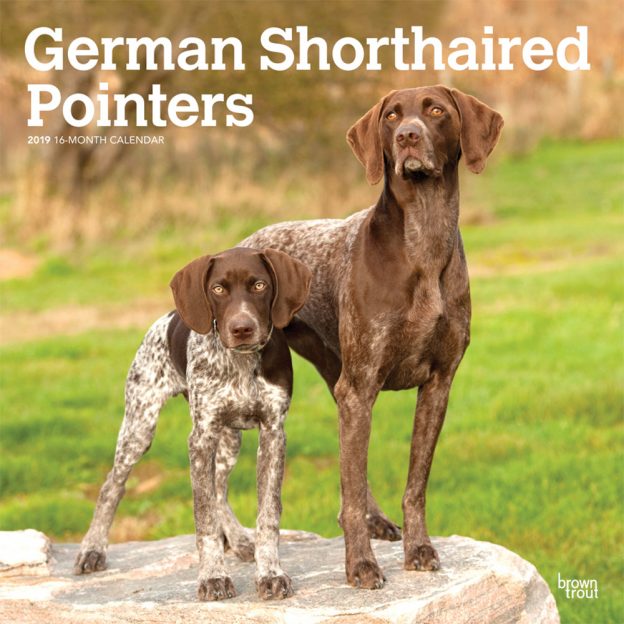 German Shorthaired Pointers International Edition 2019 12 x 12 Inch Monthly Square Wall Calendar