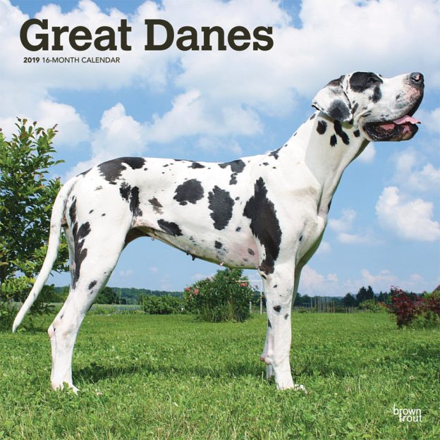 Great Danes International Edition 2019 12 x 12 Inch Monthly Square Wall Calendar