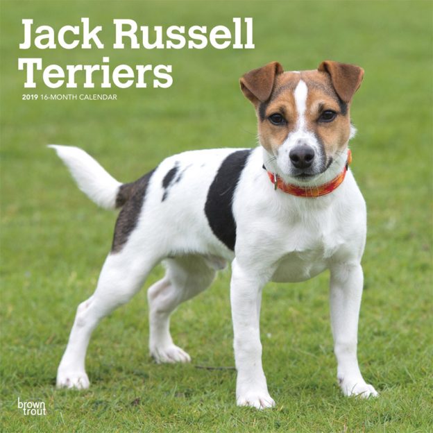 Jack Russell Terriers International Edition 2019 12 x 12 Inch Monthly Square Wall Calendar