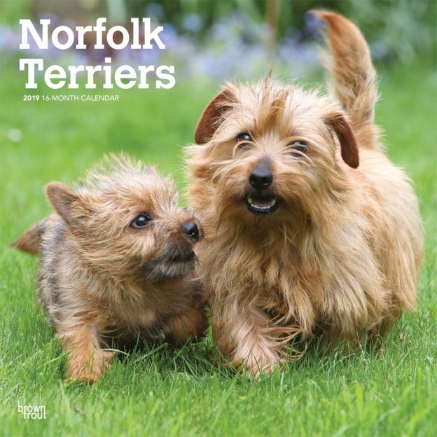 Norfolk Terriers 2019 12 x 12 Inch Monthly Square Wall Calendar