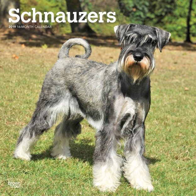 Schnauzers International Edition 2019 12 x 12 Inch Monthly Square Wall Calendar, Animals Dog Breeds