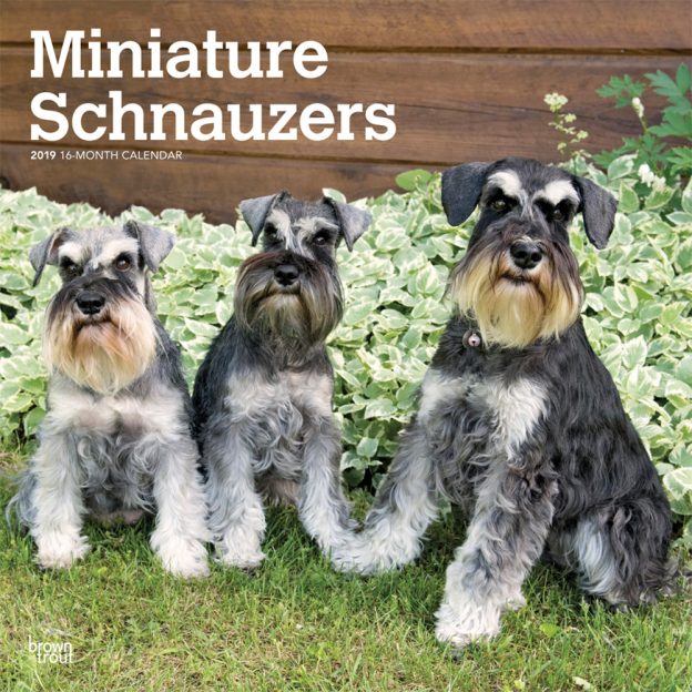 Miniature Schnauzers International Edition 2019 12 x 12 Inch Monthly Square Wall Calendar