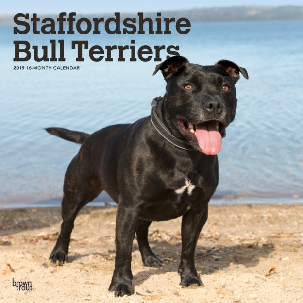 Staffordshire Bull Terriers 2019 12 x 12 Inch Monthly Square Wall Calendar