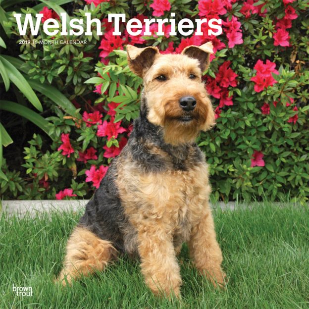 Welsh Terriers 2019 12 x 12 Inch Monthly Square Wall Calendar