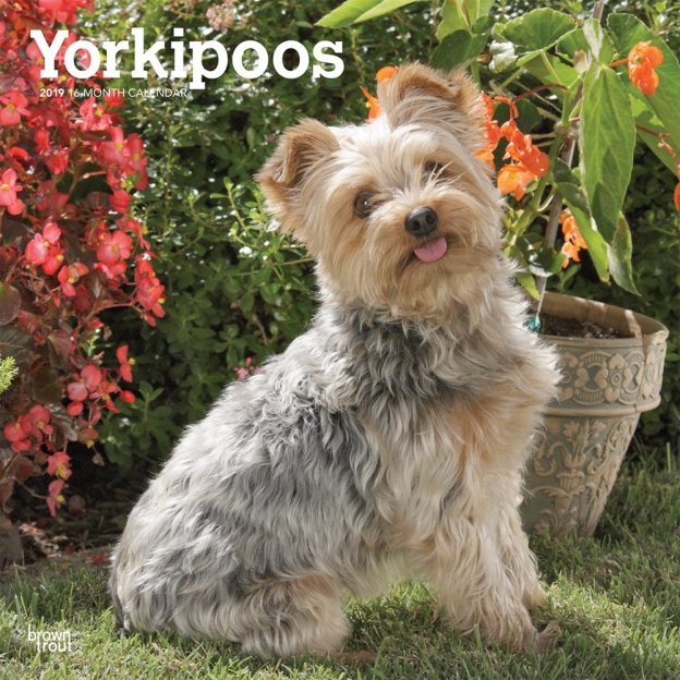 Yorkipoos 2019 12 x 12 Inch Monthly Square Wall Calendar