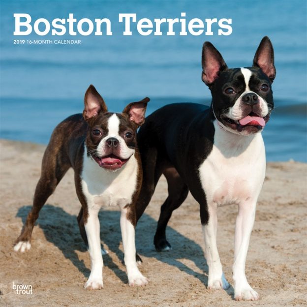 Boston Terriers 2019 12 x 12 Inch Monthly Square Wall Calendar, Animals Dog Breeds Terriers