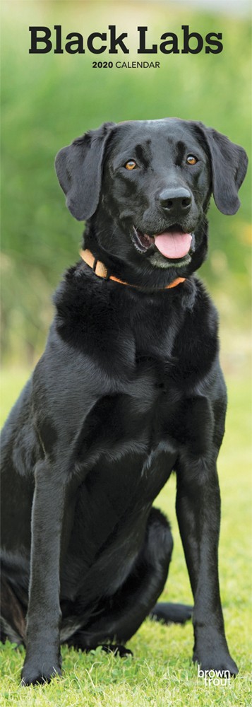 Black Labs 2020 6.75 x 16.5 Inch Monthly Slimline Wall Calendar, Dog Canine Labrador
