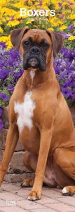 Boxers 2020 6.75 x 16.5 Inch Monthly Slimline Wall Calendar, Dog Canine