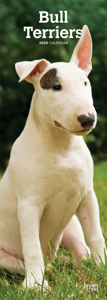 Bull Terriers 2020 6.75 x 16.5 Inch Monthly Slimline Wall Calendar, Dog Canine