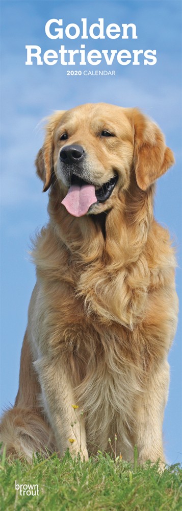 Golden Retrievers 2020 6.75 x 16.5 Inch Monthly Slimline Wall Calendar, Dog Canine Goldie