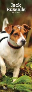 Jack Russells 2020 6.75 x 16.5 Inch Monthly Slimline Wall Calendar, Dog Canine