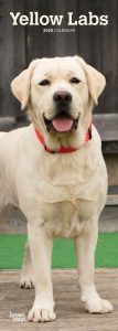 Yellow Labradors 2020 6.75 x 16.5 Inch Monthly Slimline Wall Calendar, Dog Canine Lab Hunting