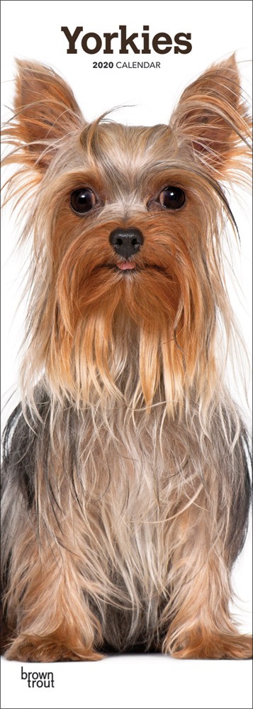 Yorkies 2020 6.75 x 16.5 Inch Monthly Slimline Wall Calendar, Dog Canine Yorkshire Terriers