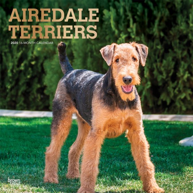 Airedale Terriers 2020 12 x 12 Inch Monthly Square Wall Calendar with Foil Stamped Cover, Animal Dog Breeds