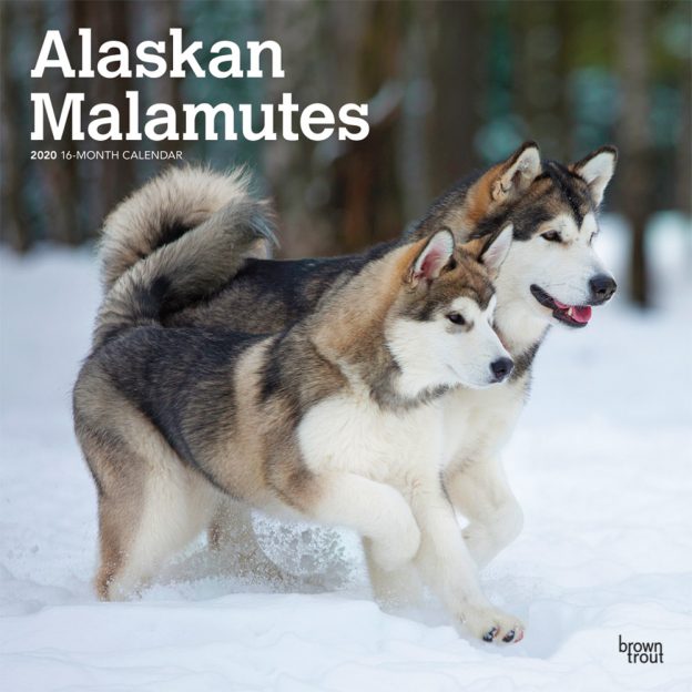 Alaskan Malamutes 2020 12 x 12 Inch Monthly Square Wall Calendar, Animals Dog Breeds
