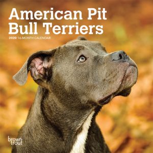 American Pit Bull Terriers 2020 7 x 7 Inch Monthly Mini Wall Calendar, Animals Dog Breeds