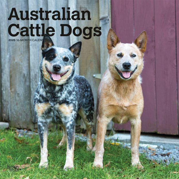 Australian Cattle Dogs 2020 12 x 12 Inch Monthly Square Wall Calendar, Animals Dog Breeds