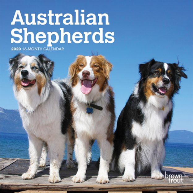Australian Shepherds 2020 7 x 7 Inch Monthly Mini Wall Calendar, Animals Dog Breeds