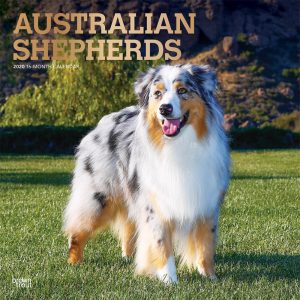 Australian Shepherds 2020 12 x 12 Inch Monthly Square Wall Calendar with Foil Stamped Cover, Animals Dog Breeds