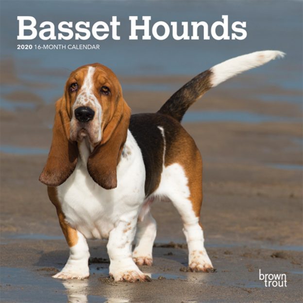 Basset Hounds 2020 7 x 7 Inch Monthly Mini Wall Calendar, Animals Dog Breeds Hound