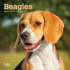 Beagles 2020 7 x 7 Inch Monthly Mini Wall Calendar, Animals Dog Breeds