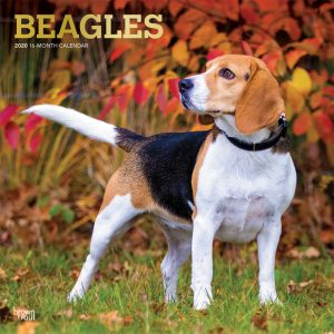 Beagles 2020 12 x 12 Inch Monthly Square Wall Calendar with Foil Stamped Cover, Animals Dog Breeds