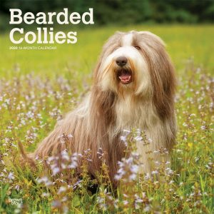 Bearded Collies 2020 12 x 12 Inch Monthly Square Wall Calendar, Animals Dog Breeds Bearded Collies