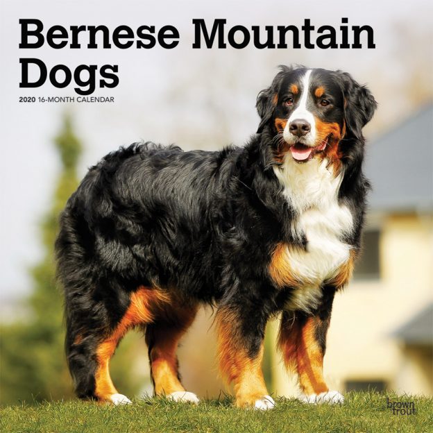 Bernese Mountain Dogs 2020 12 x 12 Inch Monthly Square Wall Calendar, Animals Dog Breeds