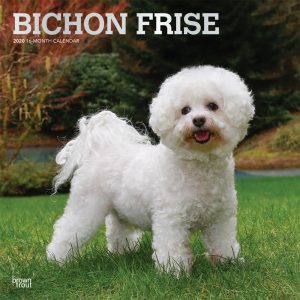 Bichon Frise 2020 12 x 12 Inch Monthly Square Wall Calendar with Foil Stamped Cover, Animals Dog Breeds