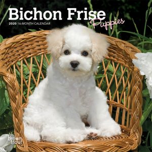 Bichon Frise Puppies 2020 7 x 7 Inch Monthly Mini Wall Calendar, Animals Dog Breeds Puppies