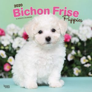 Bichon Frise Puppies 2020 12 x 12 Inch Monthly Square Wall Calendar, Animals Dog Breeds Puppies