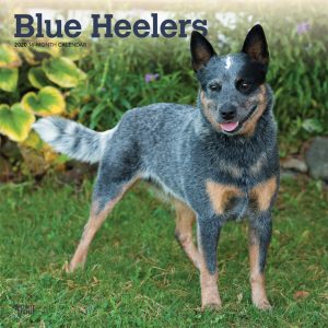 Blue Heelers 2020 12 x 12 Inch Monthly Square Wall Calendar, Animals Dog Breeds