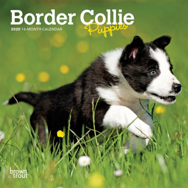 Border Collie Puppies 2020 7 x 7 Inch Monthly Mini Wall Calendar, Animals Dog Breeds Collie Puppies