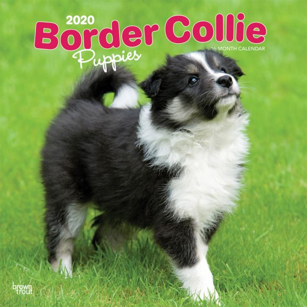 Border Collie Puppies 2020 12 x 12 Inch Monthly Square Wall Calendar, Animals Dog Breeds Collie Puppies