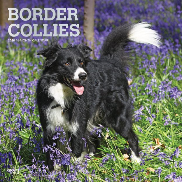 Border Collies 2020 12 x 12 Inch Monthly Square Wall Calendar with Foil Stamped Cover, Animals Dog Breeds Collies