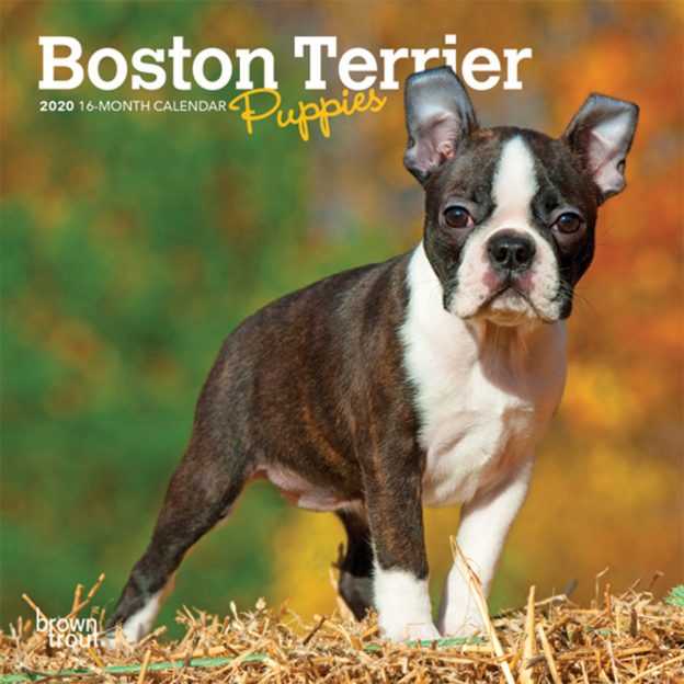 Boston Terrier Puppies 2020 7 x 7 Inch Monthly Mini Wall Calendar, Animals Dog Breeds Terrier Puppies