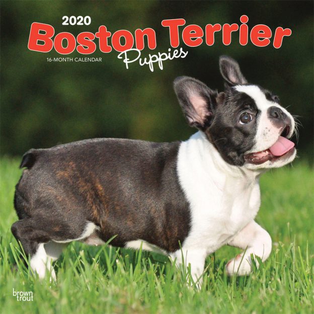 Boston Terrier Puppies 2020 12 x 12 Inch Monthly Square Wall Calendar, Animals Dog Breeds Terrier Puppies