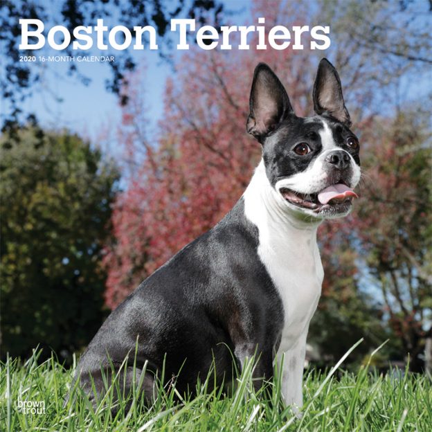 Boston Terriers 2020 12 x 12 Inch Monthly Square Wall Calendar, Animals Dog Breeds Terriers