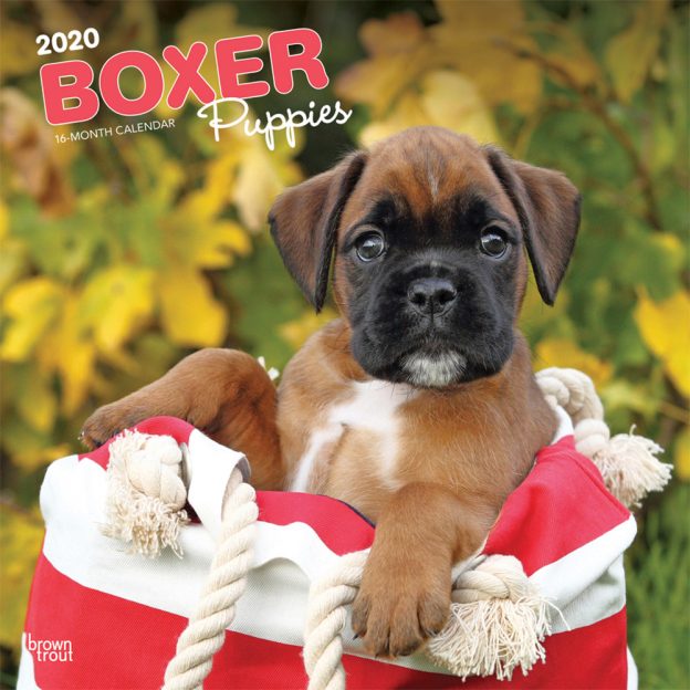 Boxer Puppies 2020 12 x 12 Inch Monthly Square Wall Calendar, Animals Dog Breeds Puppies