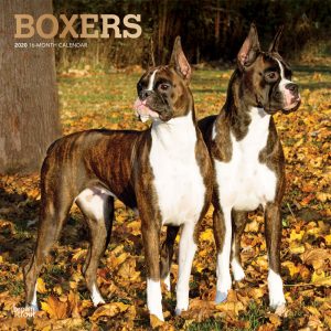 Boxers 2020 12 x 12 Inch Monthly Square Wall Calendar with Foil Stamped Cover, Animals Dog Breeds