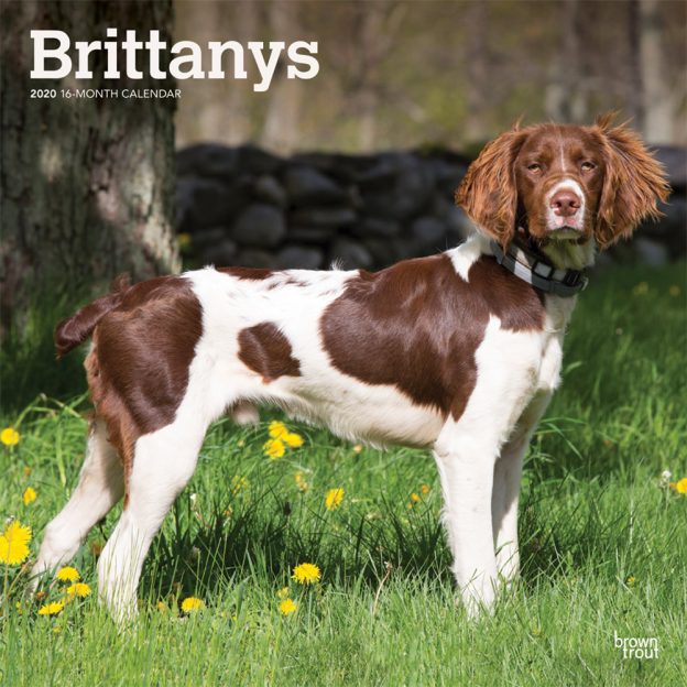 Brittanys 2020 12 x 12 Inch Monthly Square Wall Calendar, Animals Dog Breeds