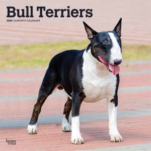 Bull Terriers 2020 12 x 12 Inch Monthly Square Wall Calendar, Animals Dog Breeds Terriers