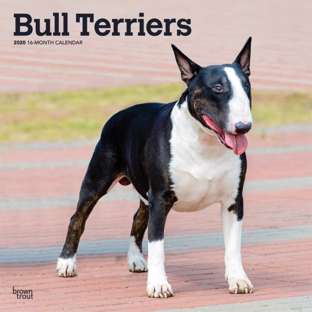 Bull Terriers 2020 12 x 12 Inch Monthly Square Wall Calendar, Animals Dog Breeds Terriers