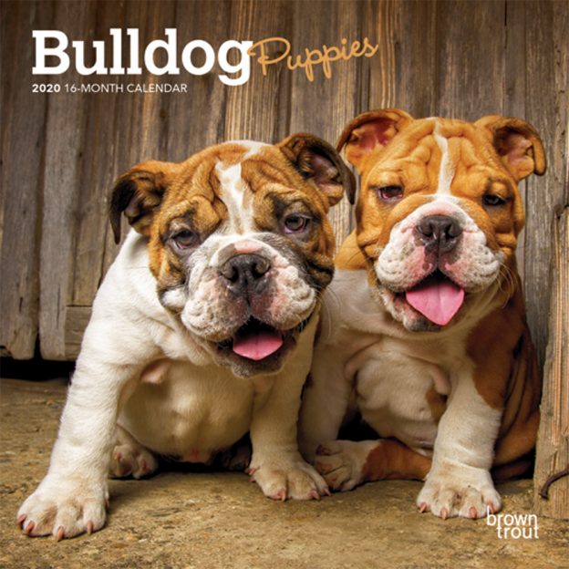 Bulldog Puppies 2020 7 x 7 Inch Monthly Mini Wall Calendar, Animals Dog Breeds Puppies