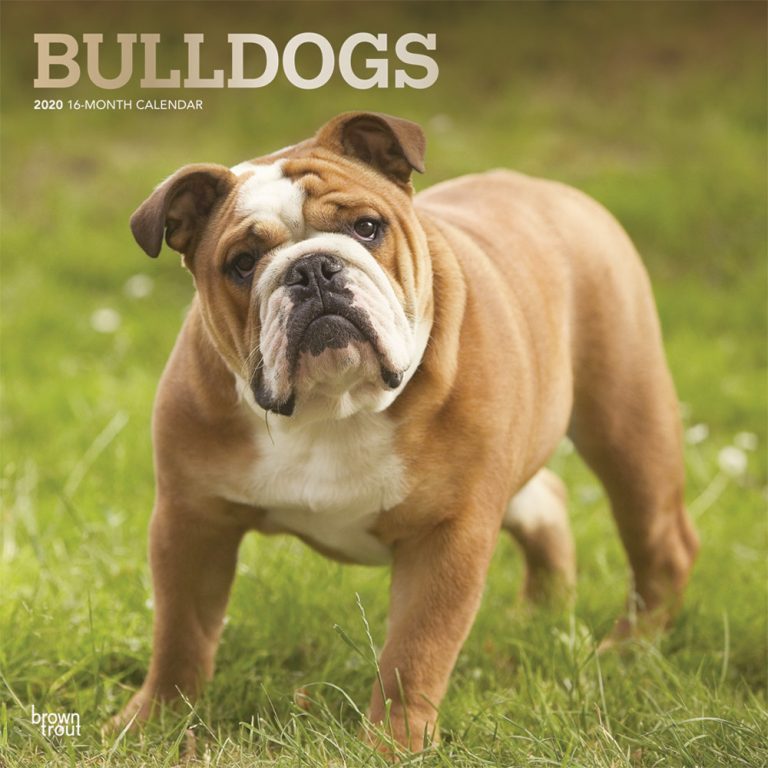 Bulldogs 2020 Square Wall Calendar DogDays 2023 Calendar and Puzzle