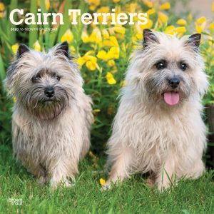 Cairn Terriers 2020 12 x 12 Inch Monthly Square Wall Calendar, Animals Dog Breeds Terriers